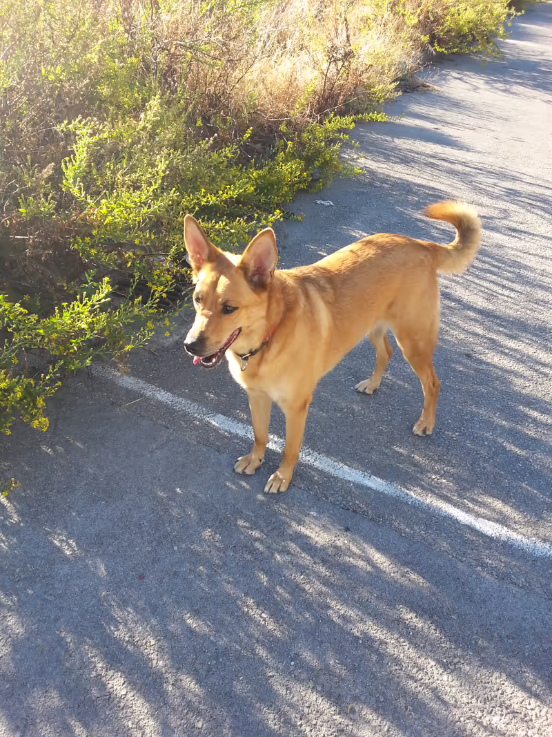 Adventure Dogs